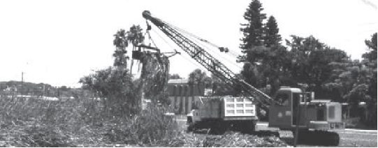 Clearing vegetation to control mosquitoes.