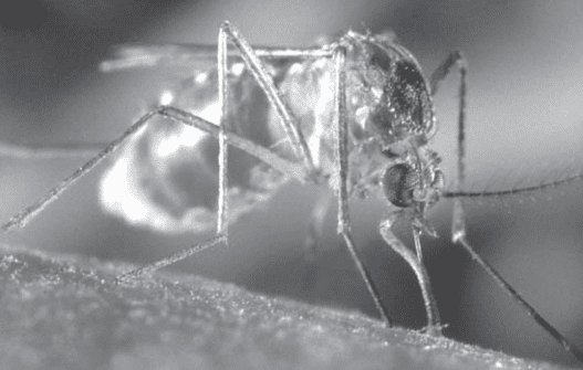 Close-up of mosquito in black-and-white.