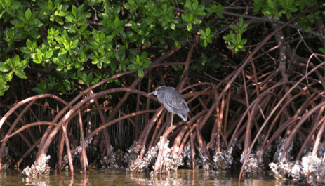 mangroves