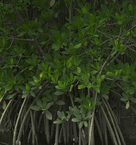 mangroves