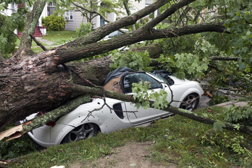 Car crushed by fallen tree