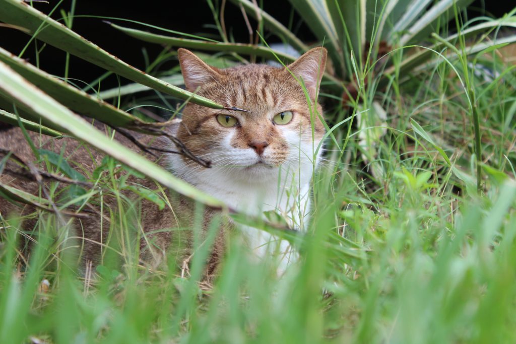 Releasing spayed hot sale feral cat