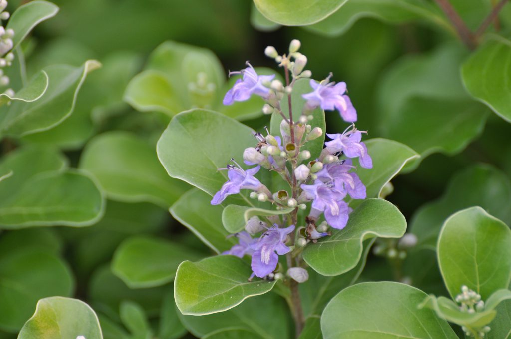 close-up of flower on bush