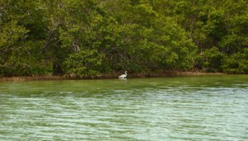 Shell Key's mangroves with wading  bird