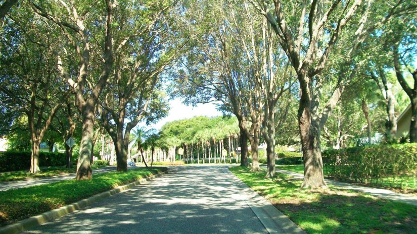 A canapy of trees along a street in Pinellas County