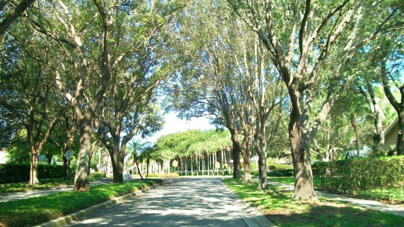 A canapy of trees along a street in Pinellas County