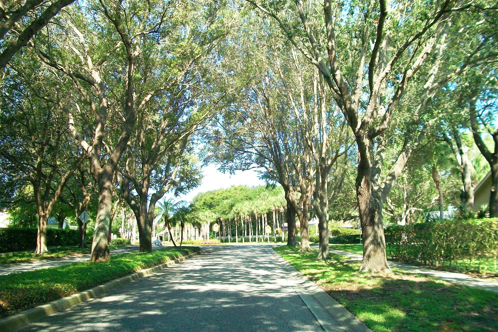 A canapy of trees along a street in Pinellas County