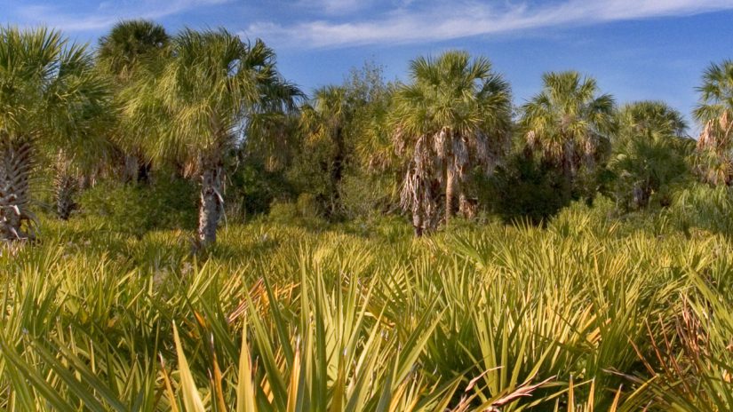 A small example of the lush vegitation at Weedon Island Preserve.