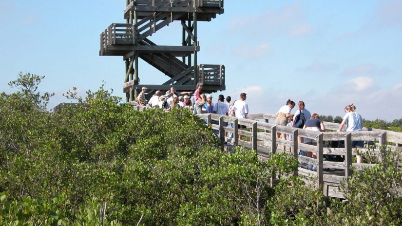 Weedon Wildlife Wonders Hike David Spencer WIP 8/16/2003 Education Program Observation Tower Mangroves
