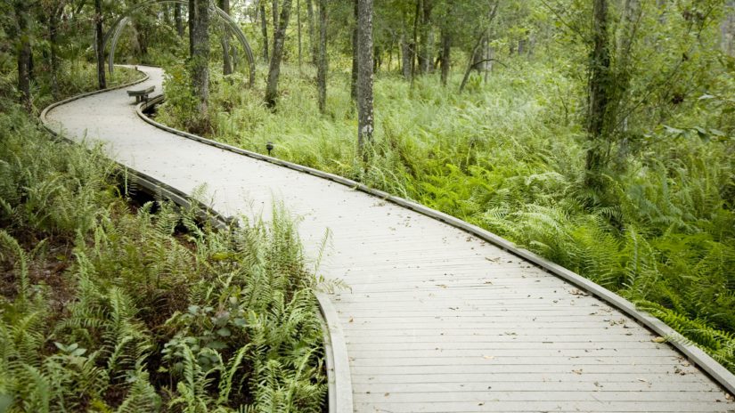 Pinellas County Parks and Preserves Brooker Creek boardwalk