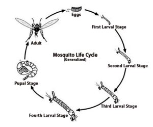 The Mosquito Life Cycle - Pinellas County