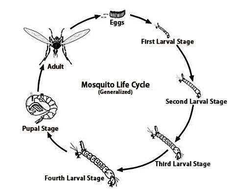 mosquito-life-cycle. diagram
