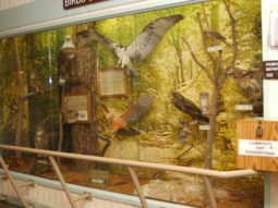 Lake Sawgrass Park education center a display of birds of prey