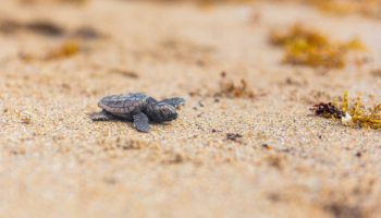 A baby loggerhead sea turtle walks along the sand