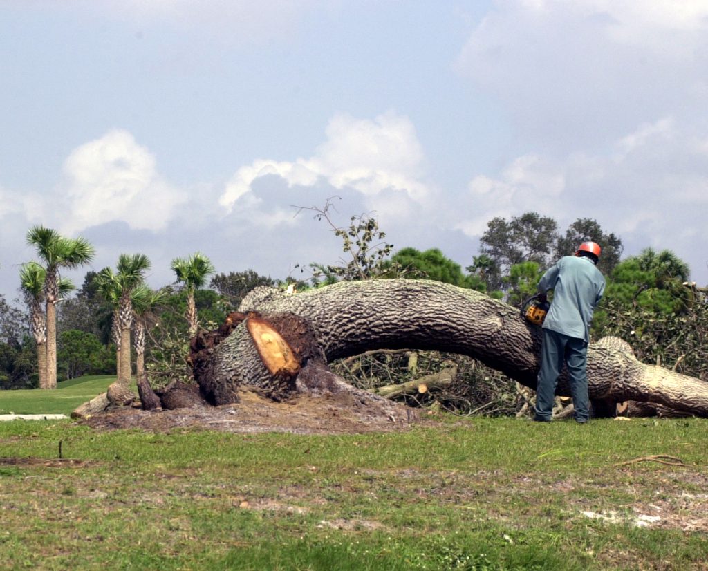 Photo of man using a chainsaw to cut a fallen tree