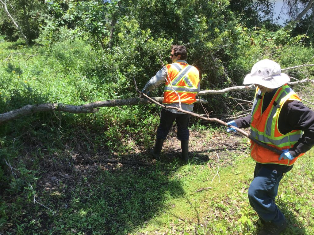 Pinellas County Vegetation Management - Tree removal by hand