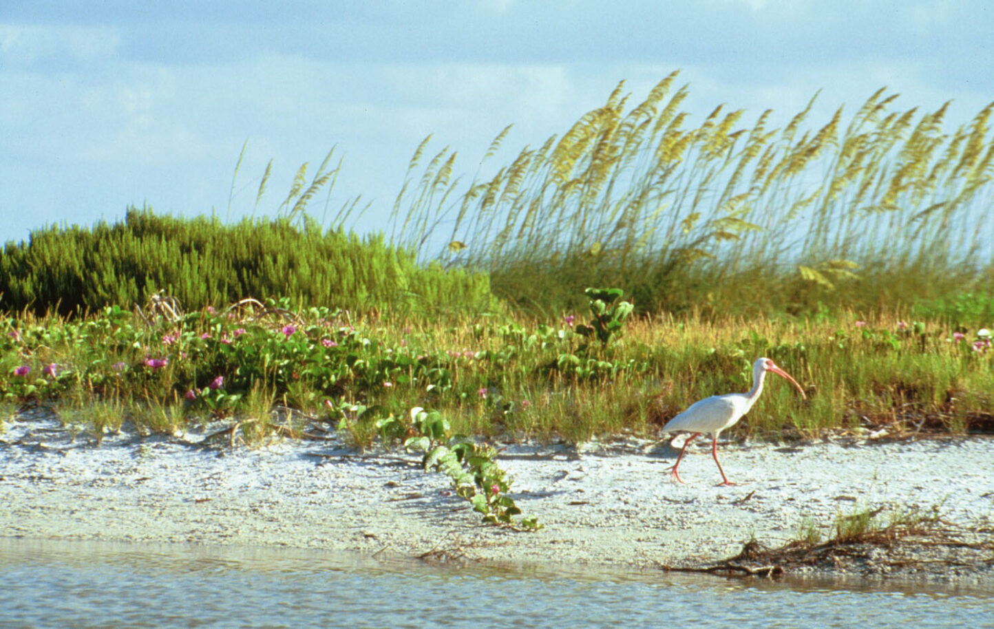 ibis walking on beach