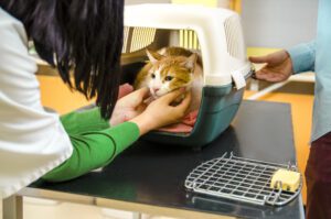 Cat in a cat carrier being petted