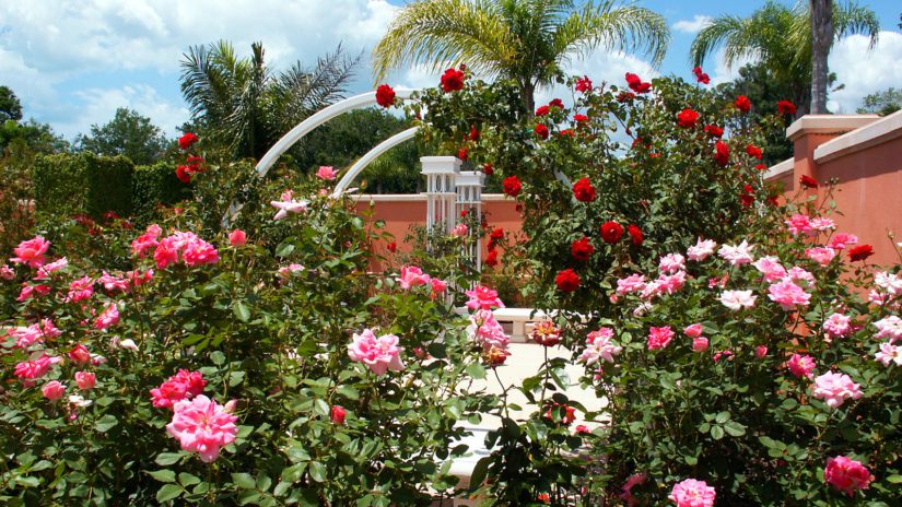 red white and pink roses at Florida Botanical Gardens