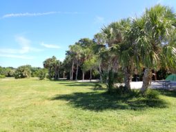 view of trees at ft De soto