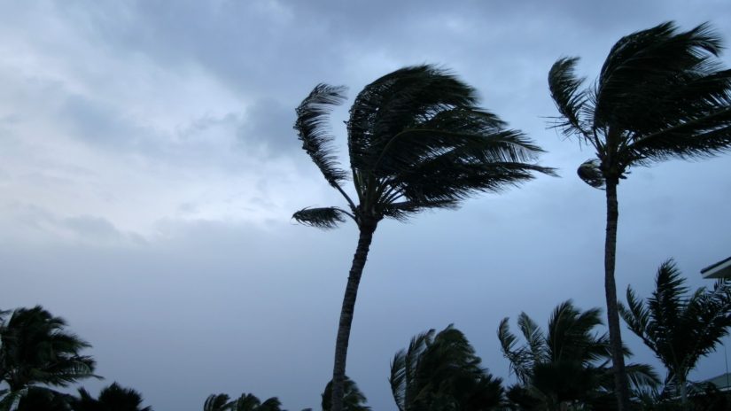Palms in a hurricane