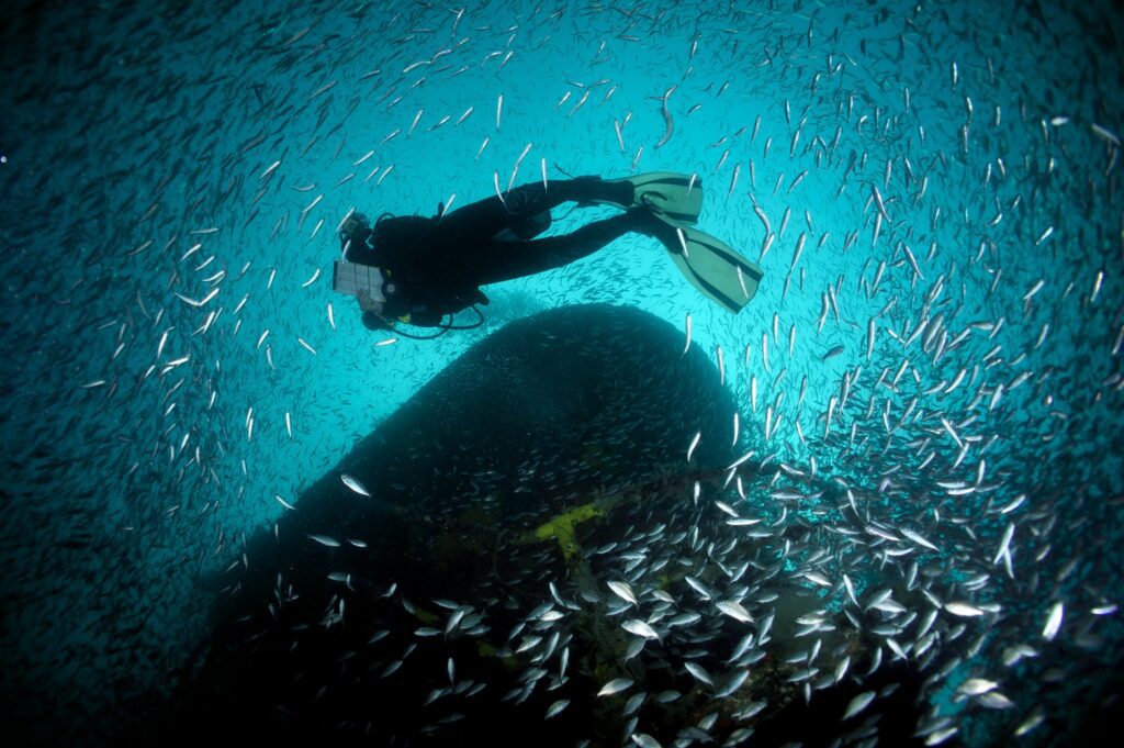 diver with school fish at artificial reef