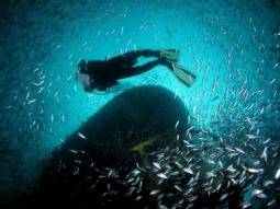 diver with school fish at artificial reef