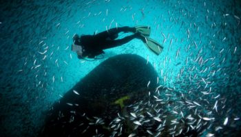 diver with school fish at artificial reef