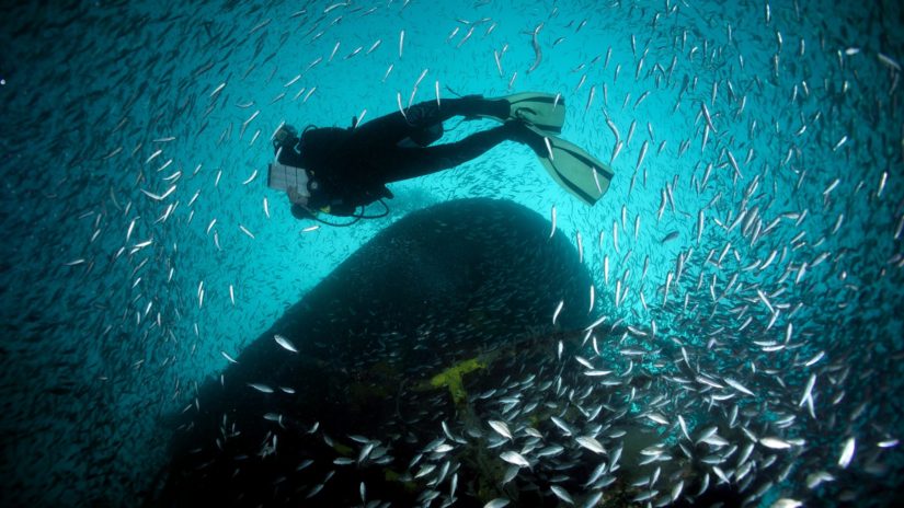 diver with school fish at artificial reef