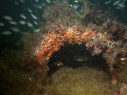 school of fish swimming around artificial reef