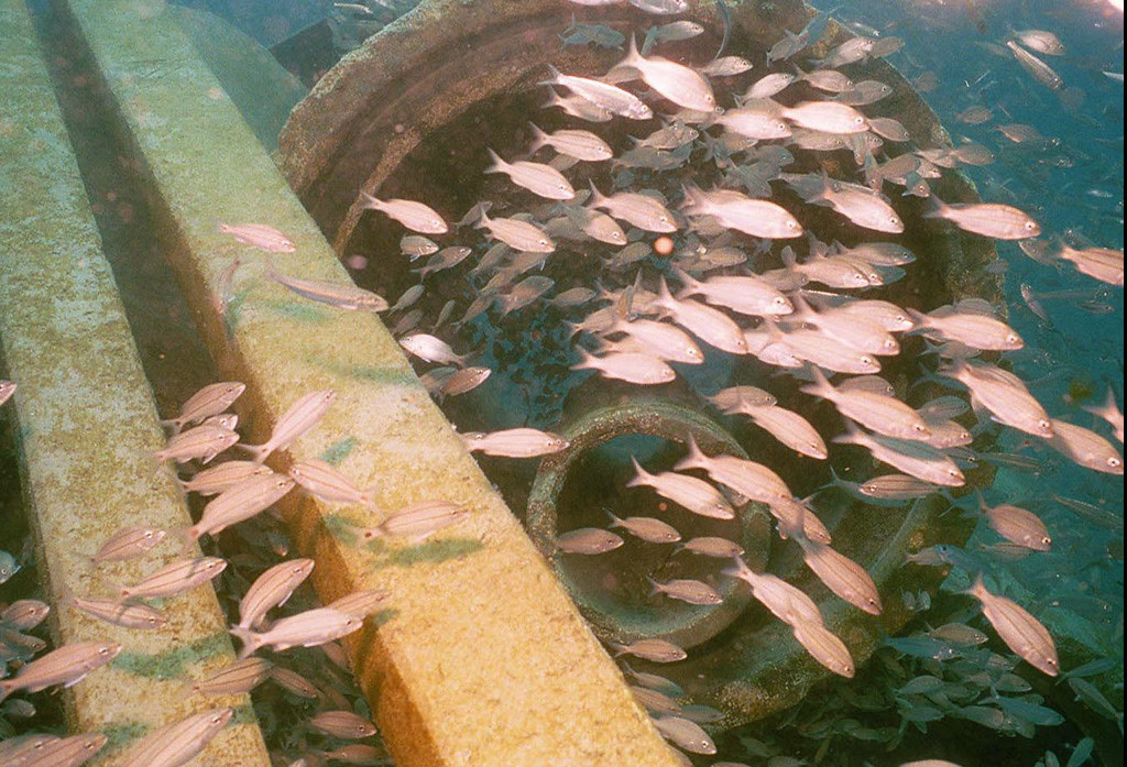 pink fish around the artificial reef