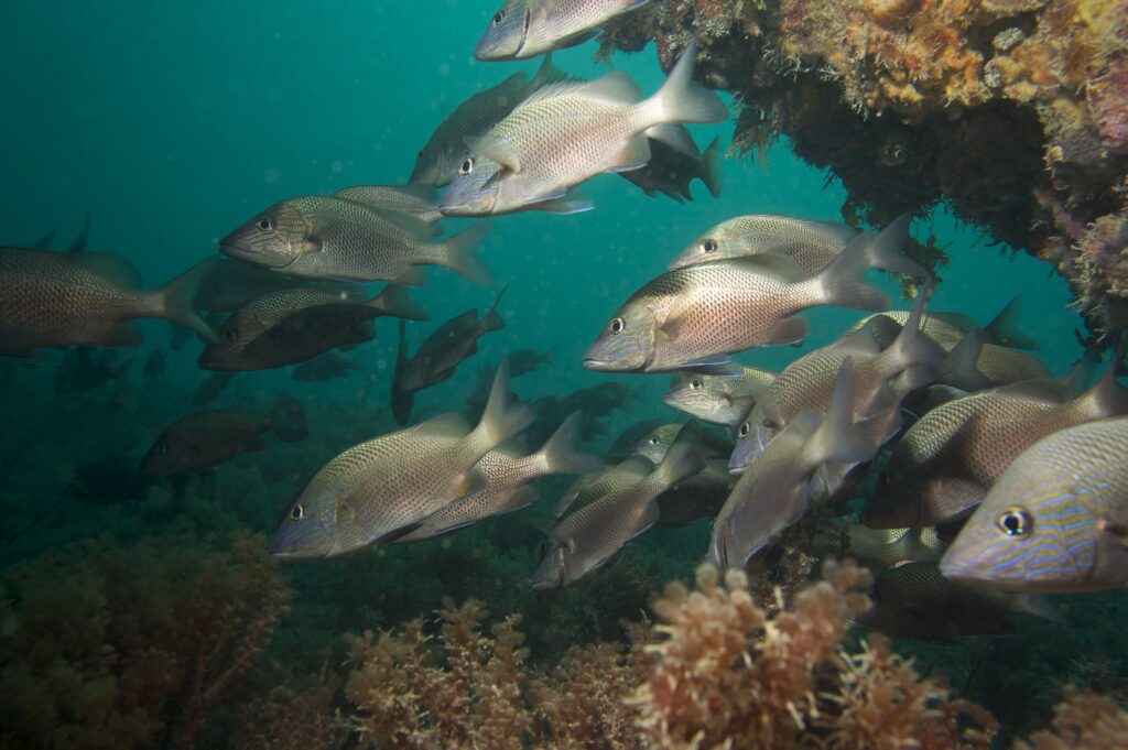 large silver fish swimming near artificial reef