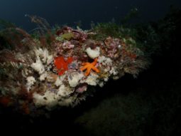 starfish on artificial reef