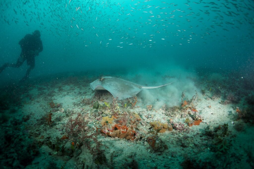 stingray and diver at artificial reef