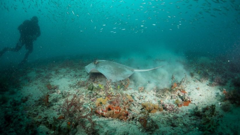 stingray and diver at artificial reef