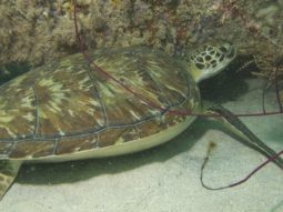 sea turtle swimming near the artificial reef