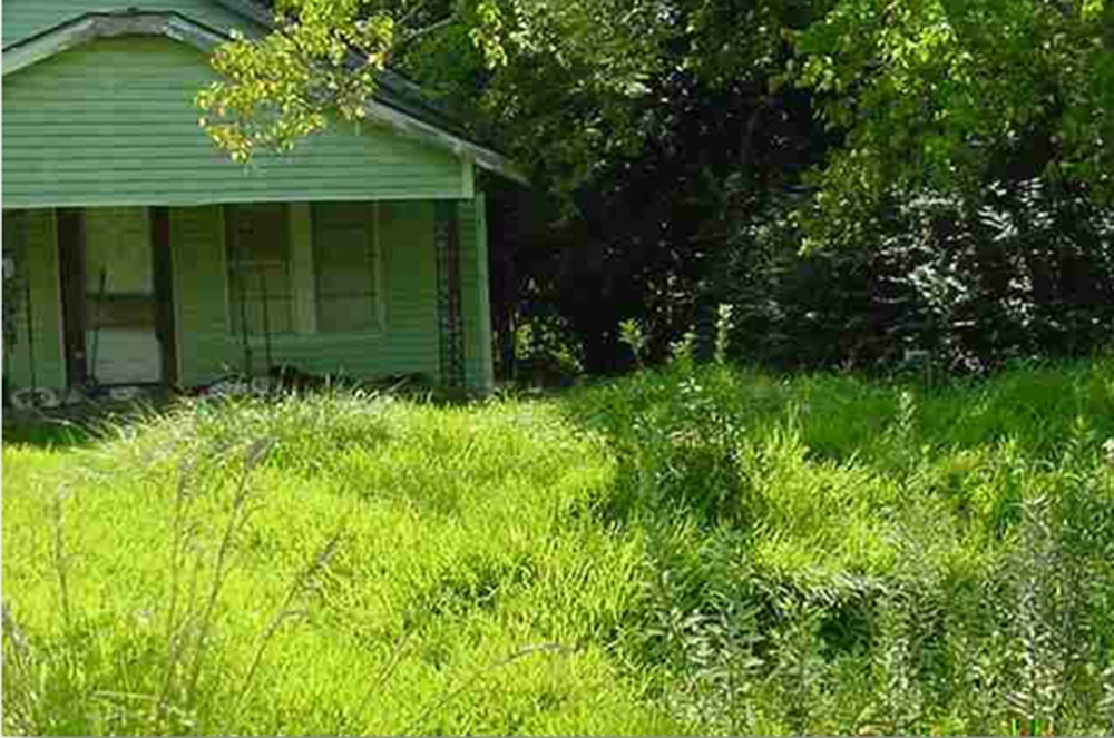 tall grass in front of a house