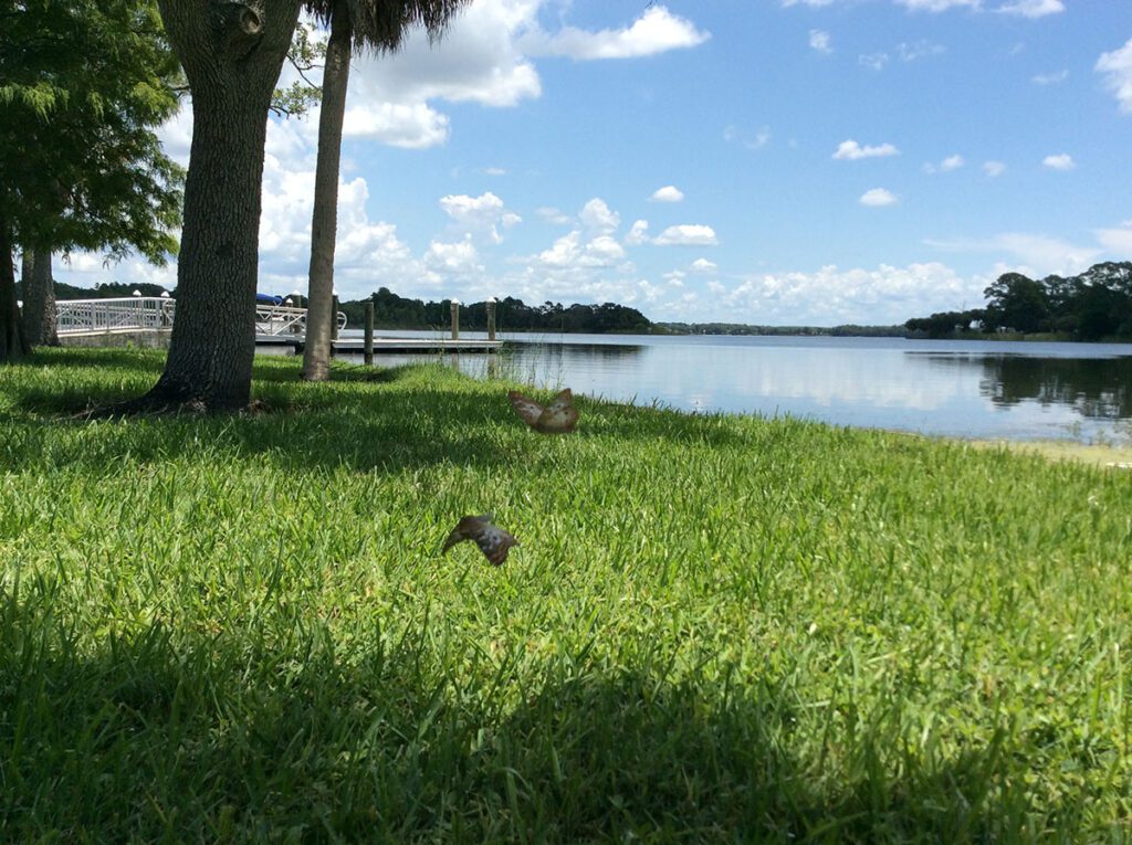 butterflies float over the grass near the lake and dock and A.L. Anderson Park