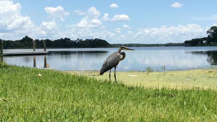 a heron walks near the lake at A.L. Anderson park