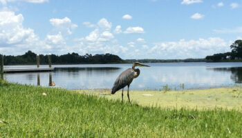 a heron walks near the lake at A.L. Anderson park