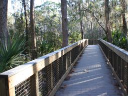 Boardwalk through trees