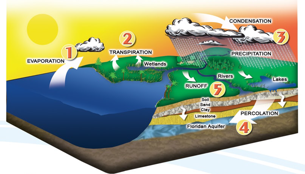 5 steps in the hydrological cycle