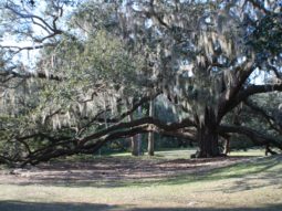 Picture of oak tree