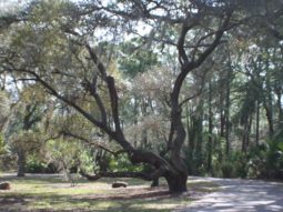 picture of a tree on the walking trail