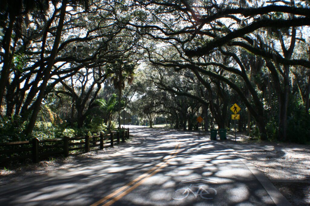 Shade trees over road