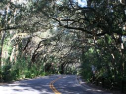 picture of shade trees lining the road