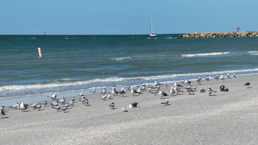 are dogs allowed on sand key beach