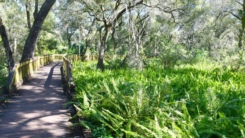 Beautiful Sawgrass Lake Park in Pinellas County, Florida