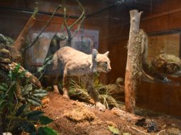 Display of the local wildlife at Sawgrass Lake Park