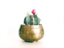 Secondhand Gift - Cactus in Pot